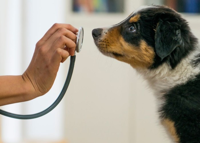 a dog looking at a stethoscope held in a person's hand