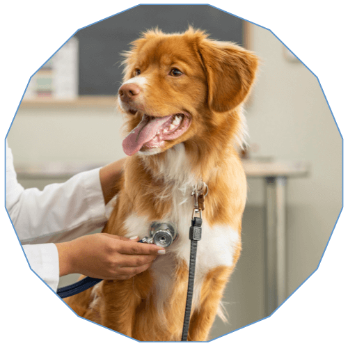 Veterinarian examining a dog