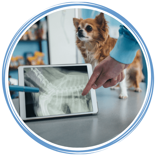 Vets examining a Chihuahua dog's X-ray