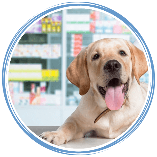 A dog sitting on a table inside pharmacy