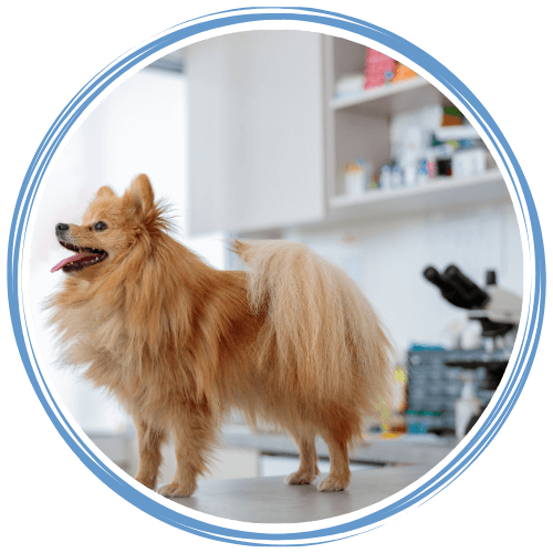 Dog standing on a table inside laboratory