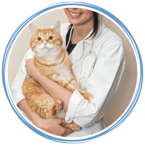 Veterinarian holding an orange cat