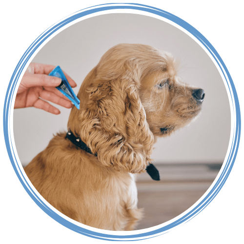 Person applying medicine to a dog