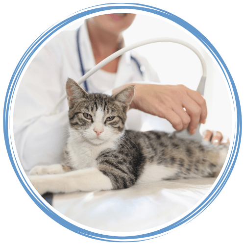 Veterinarian doing ultrasound for a cat