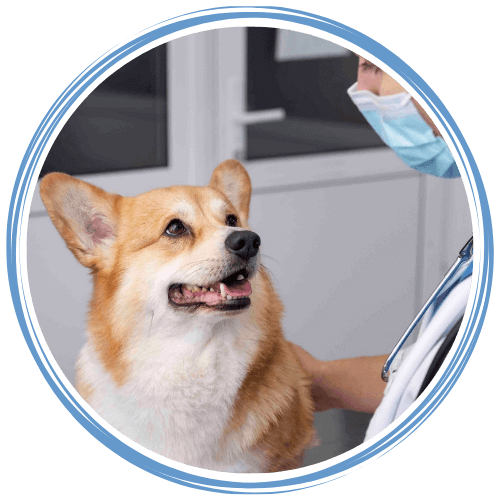 A veterinarian petting a corgi dog