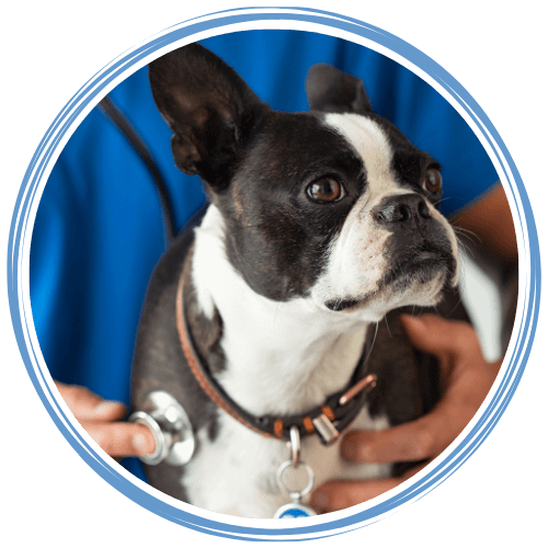 Vet examining a dog with stethoscope<br />
