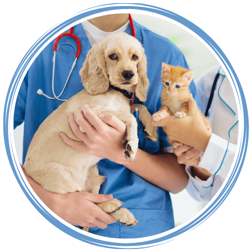 Veterinarian holding a puppy and kitten