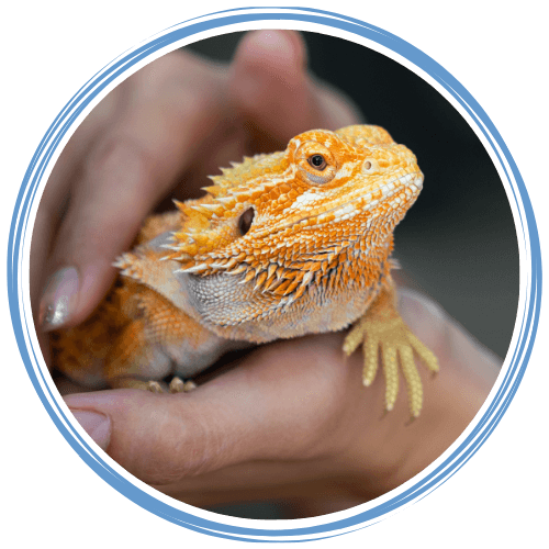 Person holding a bearded dragon in hand