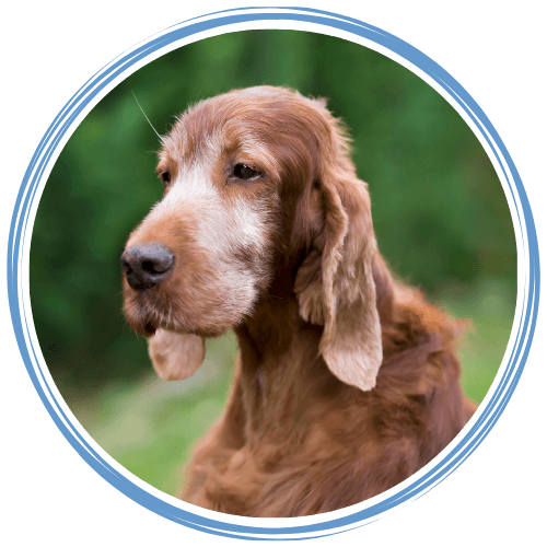 An old Irish Setter dog sitting outdoors