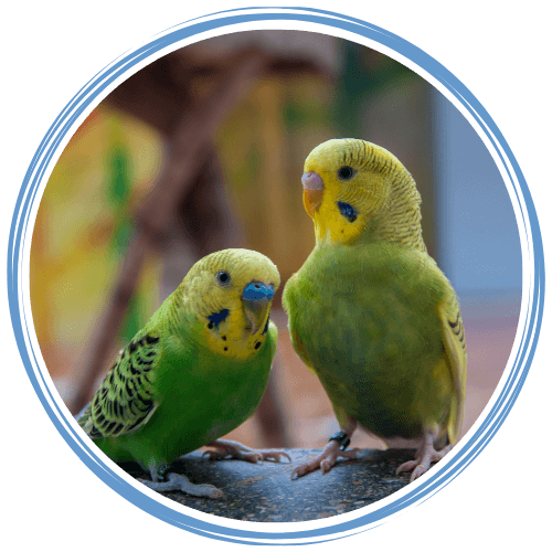 Two parakeets together