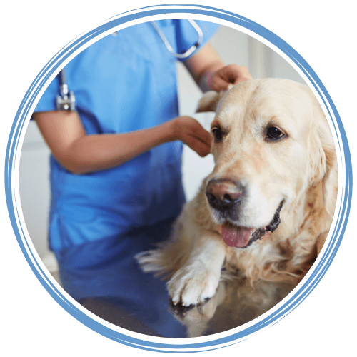 Labrador being examined by veterinarian