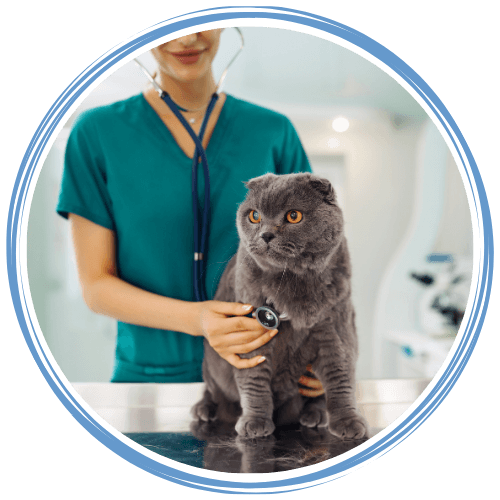 Veterinarian examining a grey cat on table