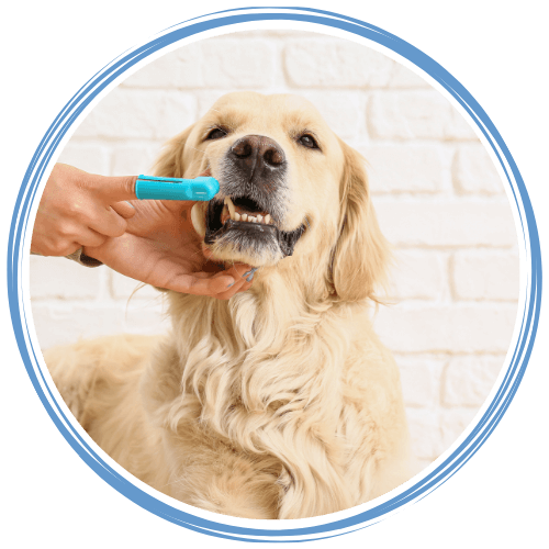 Person brushing a dog's teeth