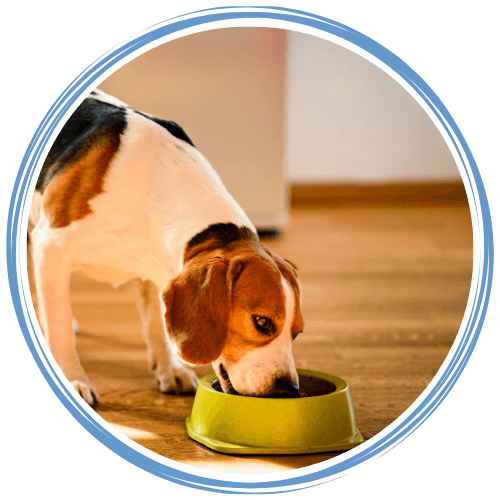 Dog eating food from a bowl