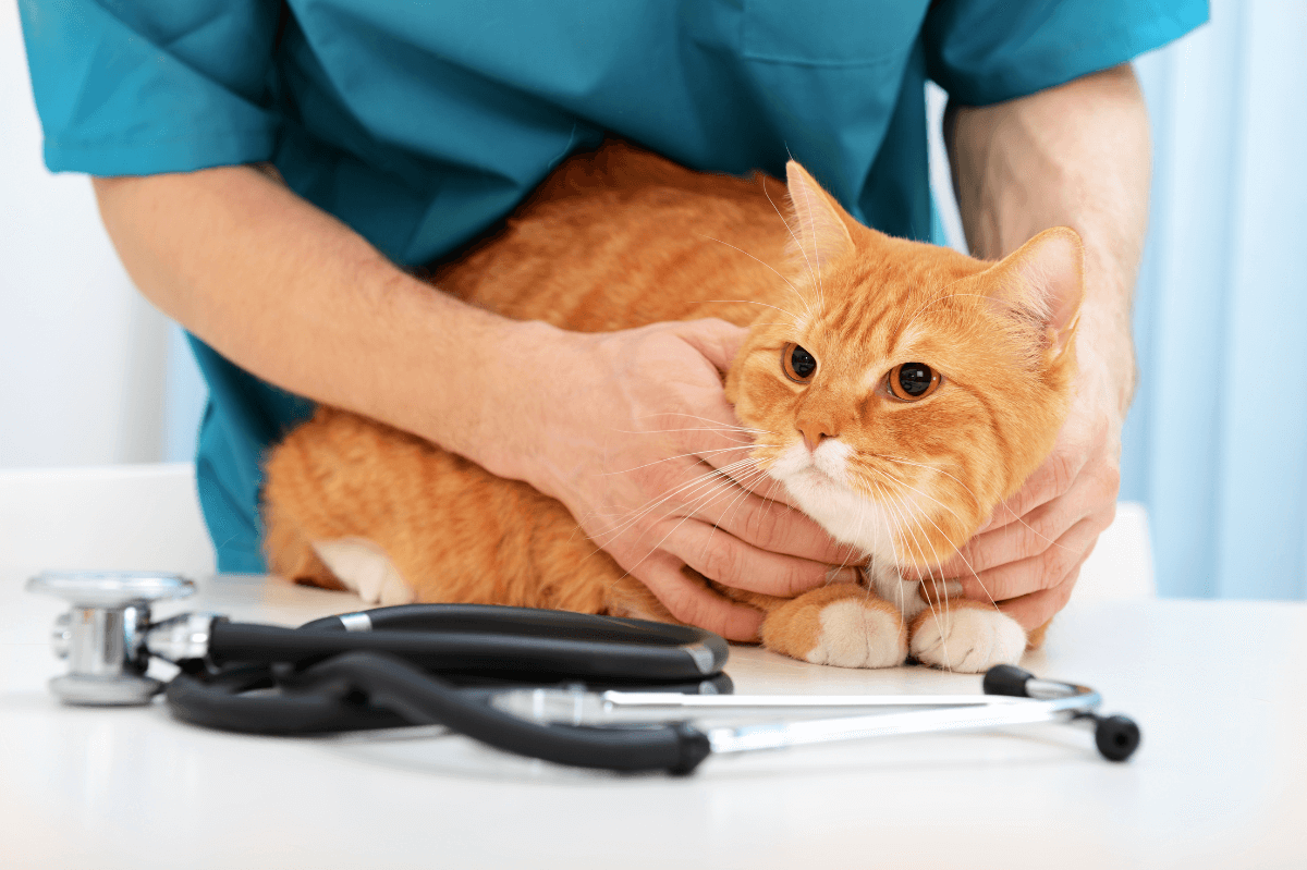 Veterinarian examining a cat laying on table